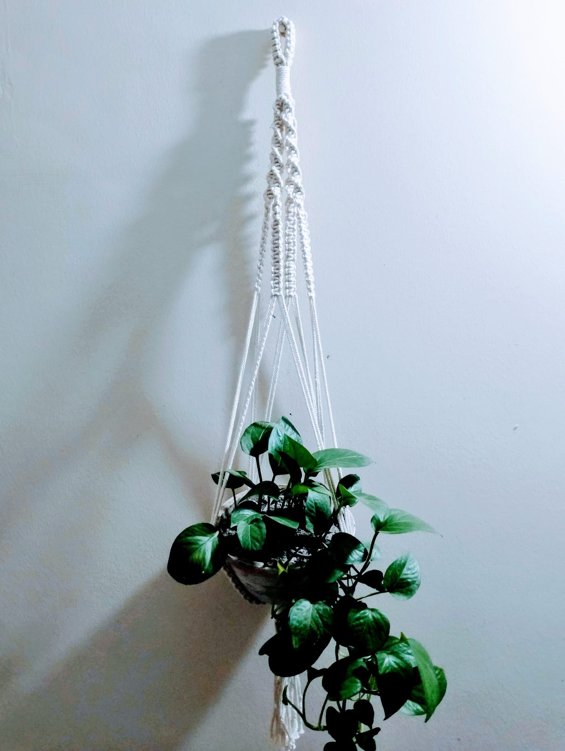 Macrame plante hanger(ম্যাক্রাম প্লান্ট হ্যাংগার)